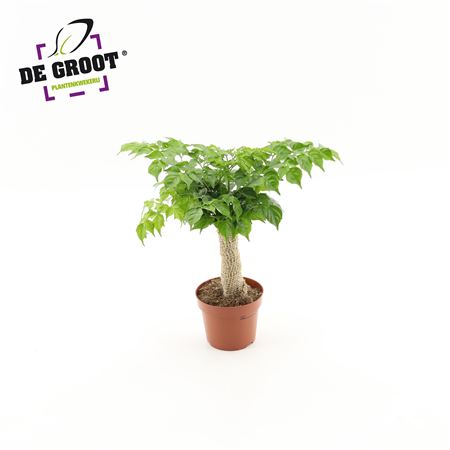 Radermachera Sinica Jute Stam