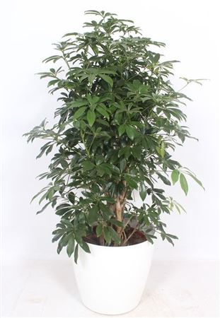 Schefflera Compacta In San Remo White
