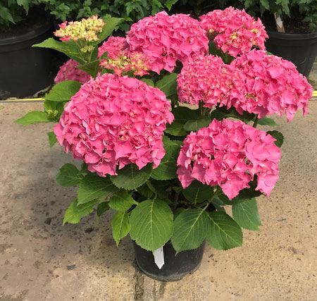 Гортензия крупнолистная Рубис Седакшэн