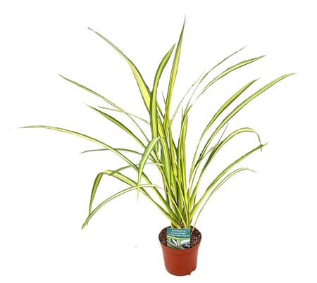 Phormium Cream Delight