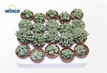 Conophytum Mix