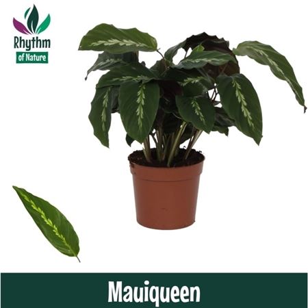 Calathea Mauiqueen Rhythm Of Nature
