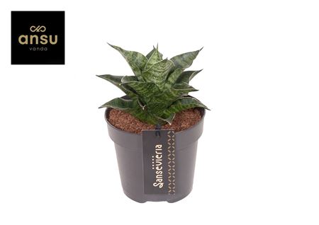 Sansevieria Star Mini Marble No. 1