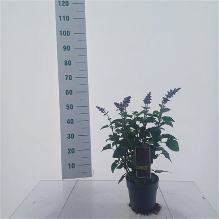 Salvia Rockin Red Flamingo