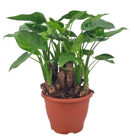 Alocasia Cucullata Multitrunk