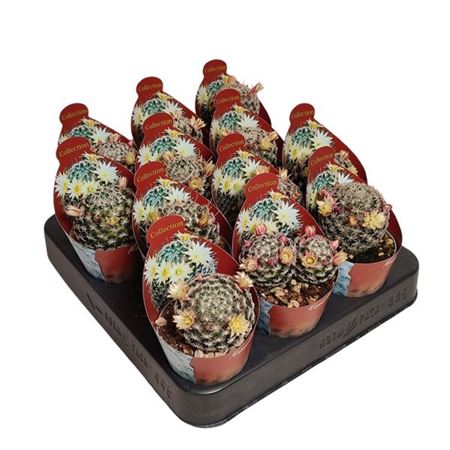 Mammillaria Duwei Potcover