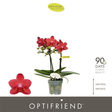 Phal 2st Red 10+ (opti)