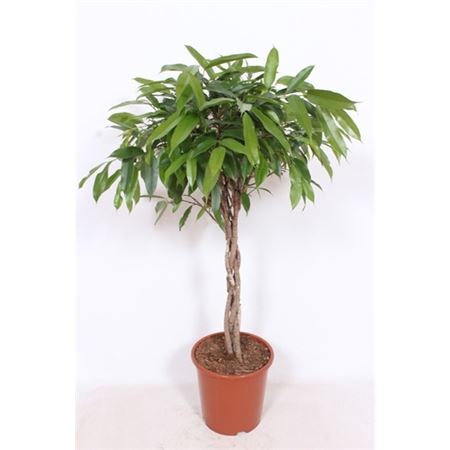 Ficus Bin Amstel King Twisted Stem