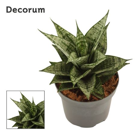Sansevieria Erlandel Crown (decorum)