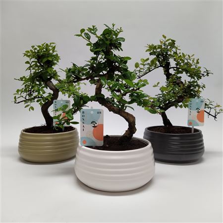 Bonsai Mix In Spiral Ceramic