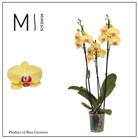 Phal 3st Miraflore 20+ (orchid Growers)