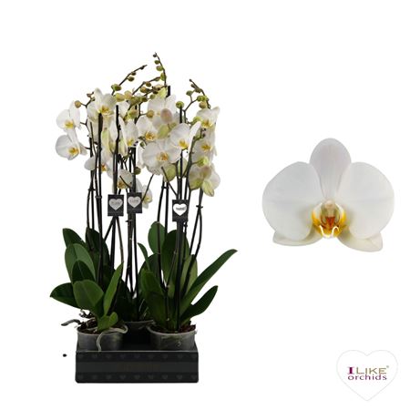 Phal 2st London 16+ (levo)