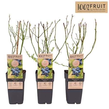 Vaccinium Cor Patriot