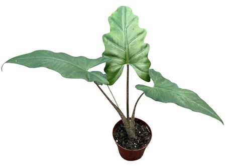 Alocasia Boa
