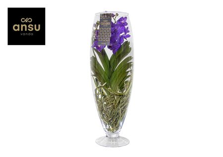 Vanda Champagne Blue