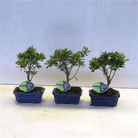Bonsai Rhododendron Incicum,  Broom, Without