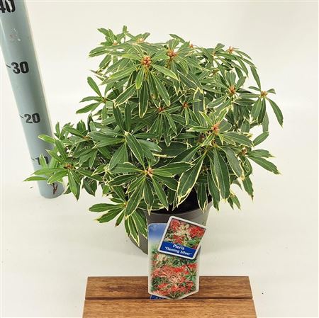 Pieris Flaming Silver
