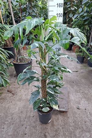 Epipremnum Pin. Albo Variegata