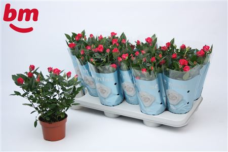 Rosa Purple Jewel (bm)