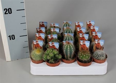 Cactus Mix Luxe On Row + Foto-etiket