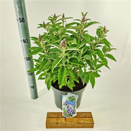 Buddleja Dav Lila Sweetheart Butterfly Candy
