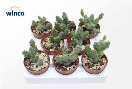 Tephrocactus Rossianus