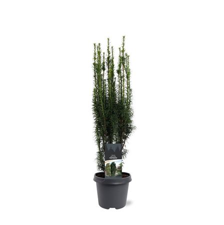 Taxus Bacc Fastigiata