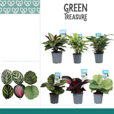 Calathea Mix Exclusive