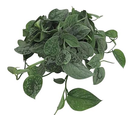 Scindapsus Pictus Silvery Ann Bush