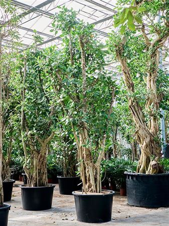 Ficus Benghalensis (540-600)