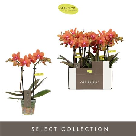 Phal 2st Orange 10+ (opti)
