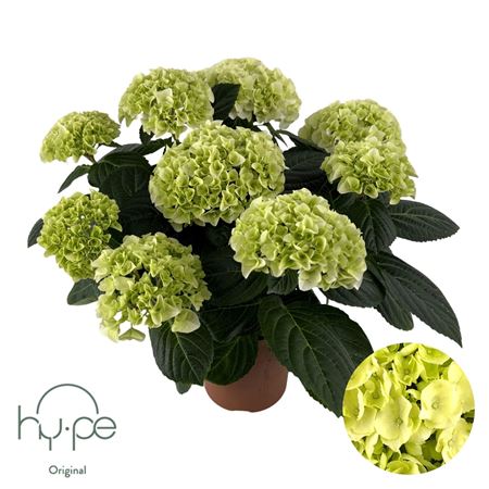 Hydrangea Ma White 7+ (hy-pe)