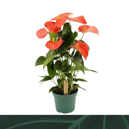 Anth An Florida 5+ (amazone)