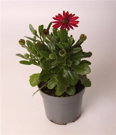 Osteospermum Dark Red