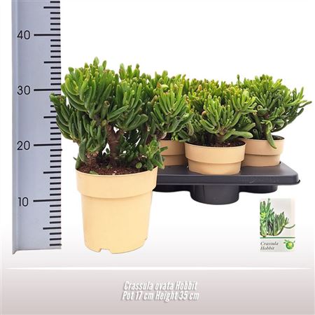 Crassula Ovata Hobbit
