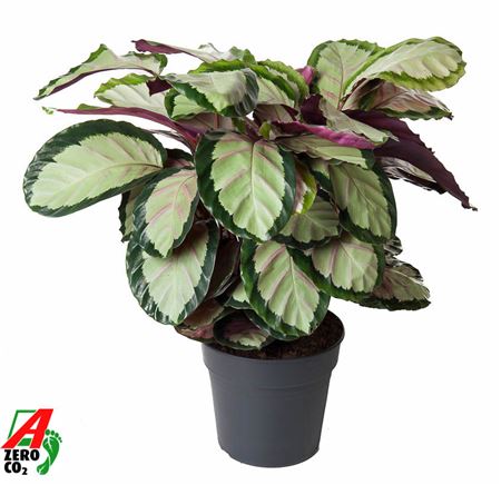 Calathea Silvia