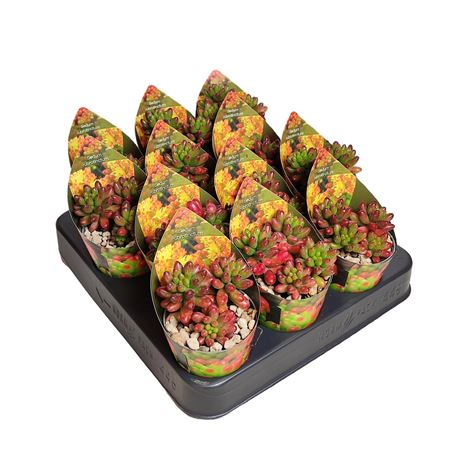 Sedum Rubrotinctum Potcover