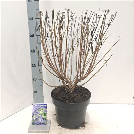 Caryopteris Cland Grand Blue