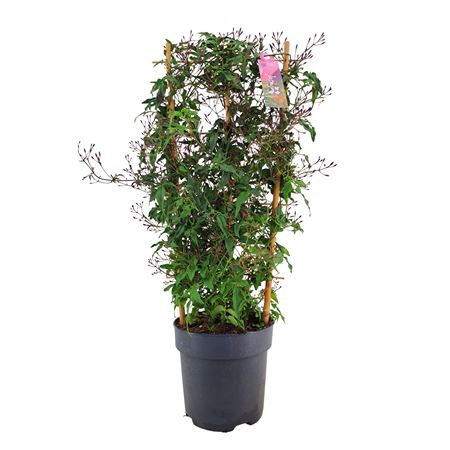 Jasminum Passion Dark Pink On Reck 500+