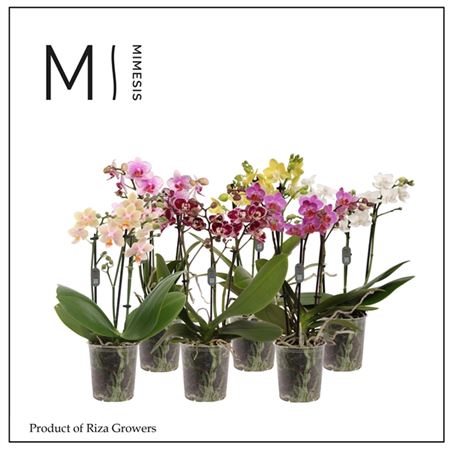 Phal 3st Mix 20+ (orchid Growers)