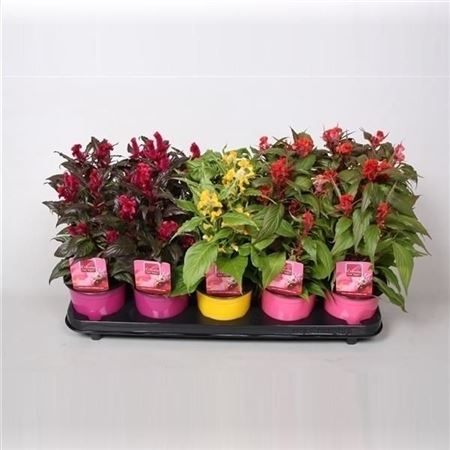 Celosia Hot Topic Mix With Label