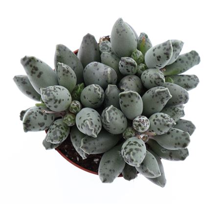 Adromischus Grey