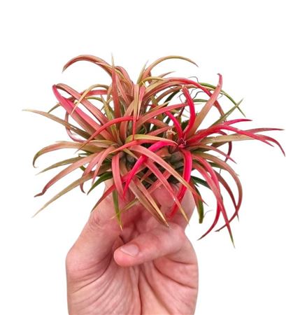 Tillandsia Ionantha Clumb Red Small