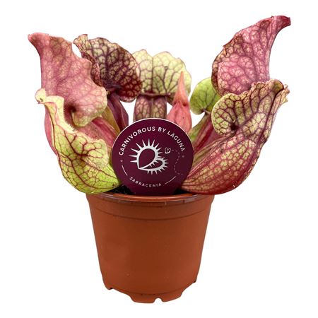 Sarracenia Clementina