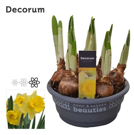 Narcissus Kiss Me (decorum)