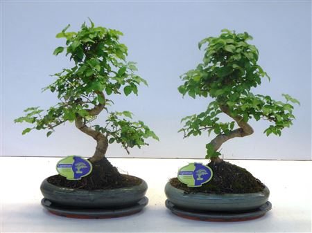 Bonsai Ligustrum Sinensis, With