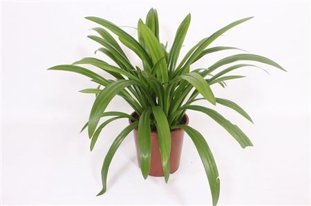 Hymenocallis Speciosa