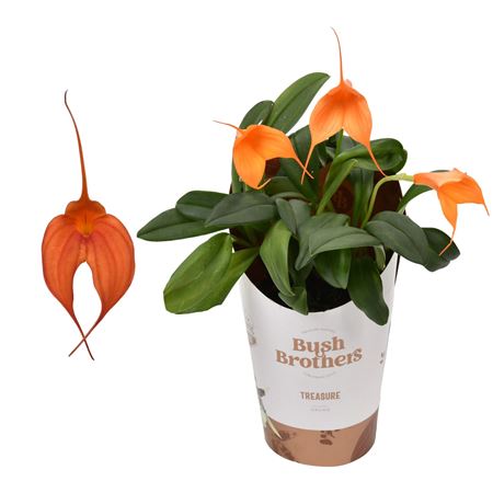 Masdevallia Orange