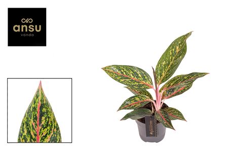 Aglaonema Pepper Bells