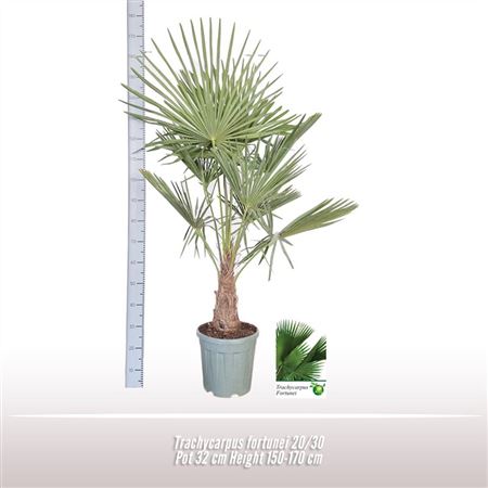 Trachycarpus Fortunei.
